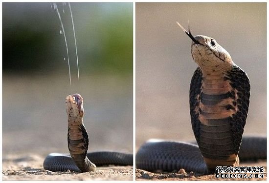 眼鏡蛇爬男子家噴射毒液