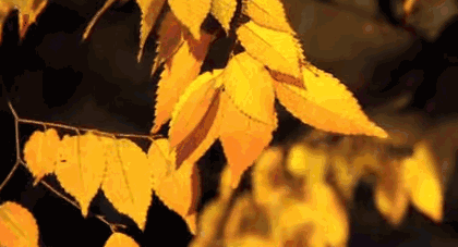 風(fēng)吹一片葉 萬(wàn)物已驚秋 板廠峪長(zhǎng)城秋景正美