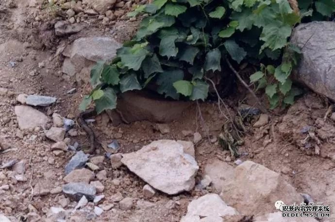 板廠峪捕蛇少年遭雷擊身亡是巧合還是報應(yīng)