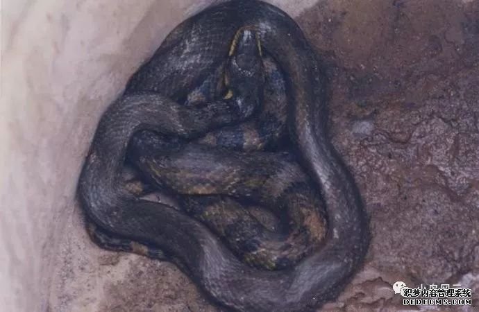 板廠峪捕蛇少年遭雷擊身亡是巧合還是報應(yīng)