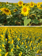 秦皇島大片向日葵花海！今秋必打卡！